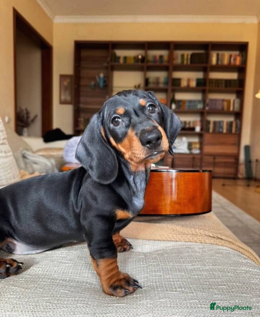 Teckel (korthaar)  honden te koop: Kleine Teckel pups - Advertentie 2