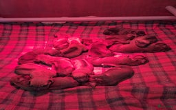 Rhodesian Ridgeback honden te koop: Mooie ridgback pups te koop in Weert - Afbeelding 2