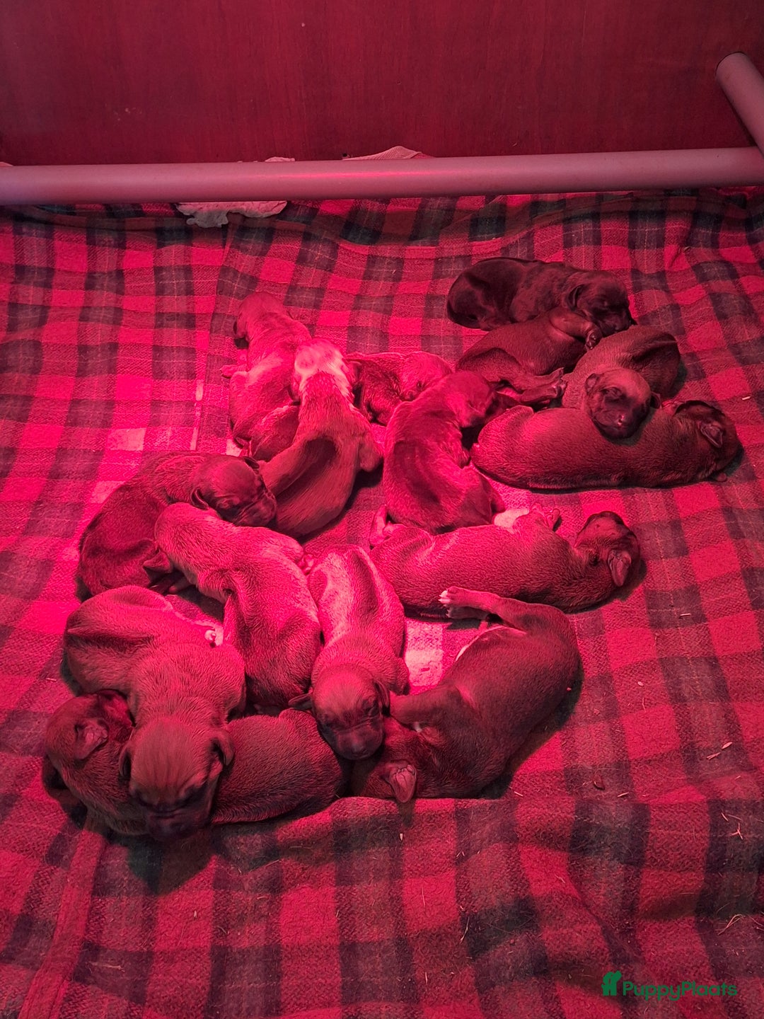 Rhodesian Ridgeback honden te koop: Mooie ridgback pups te koop in Weert - Afbeelding 2