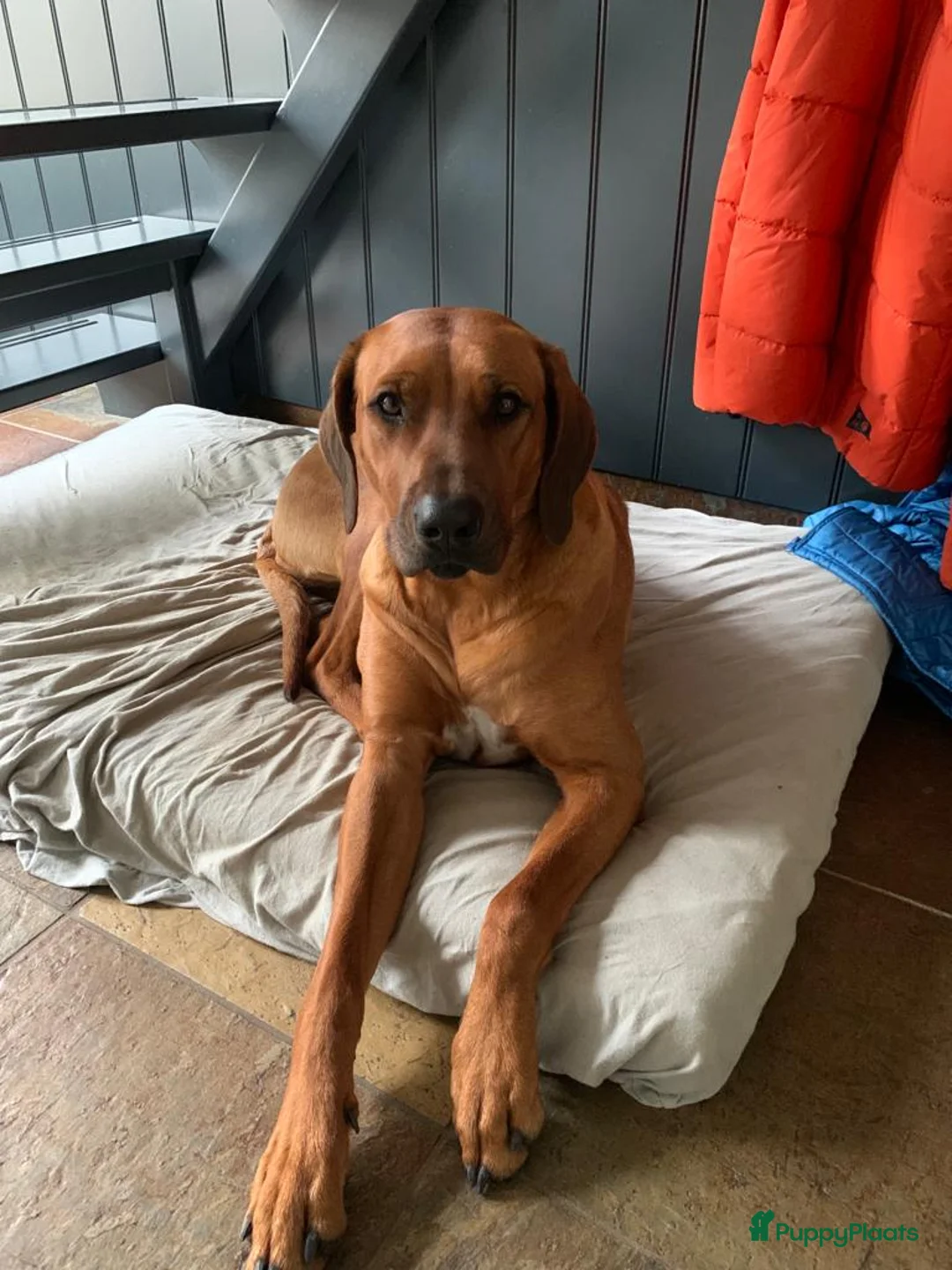 Rhodesian Ridgeback honden te koop: Verwacht 27-01: prachtige Rhodesian Ridgeback pups - Advertentie 4