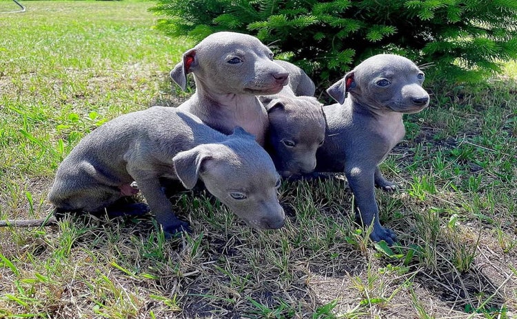 Italiaans Windhondje honden schattige Italiaanse windhondpuppy's ter adoptie - Advertentie 2