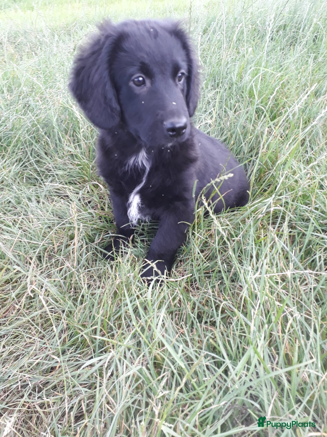 Kruising honden te koop: Kruising reutjes: Border Collie X Friese Stabij - Afbeelding 4