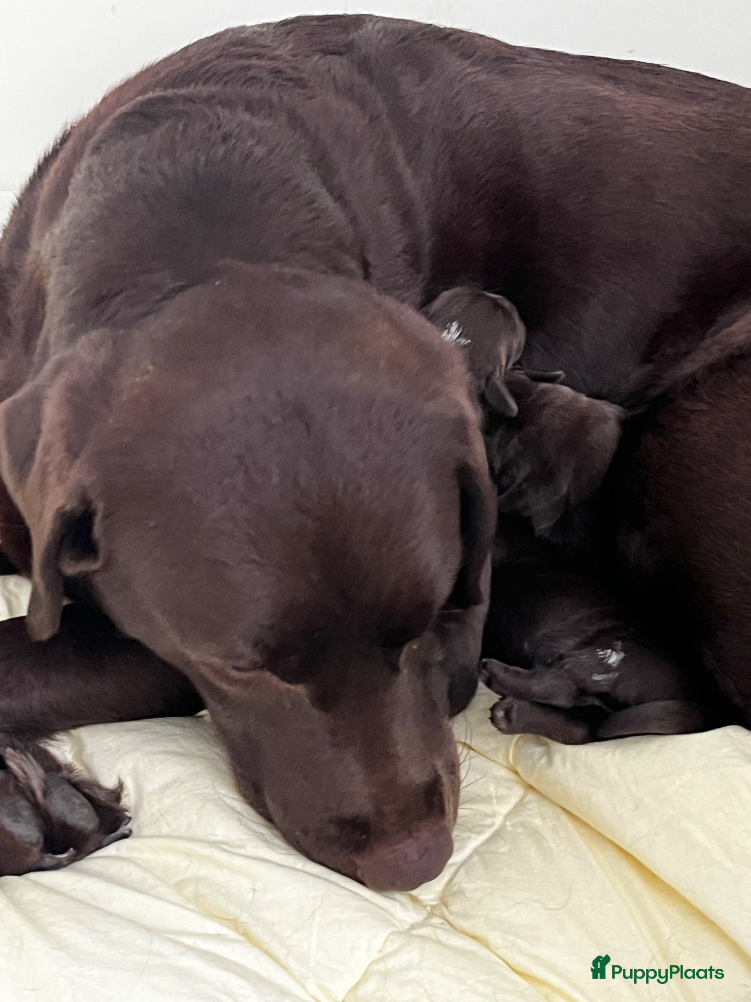 Labrador Retriever honden Puppy’s of a Brand New Way - Advertentie 2