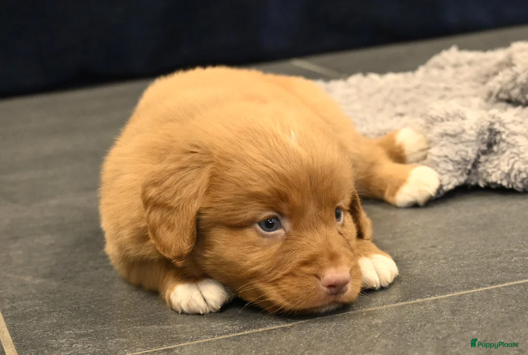 Nova Scotia Duck Tolling Retriever honden te koop: Speelse Nova Scotia Duck Tolling Retriever pups  - Advertentie 21