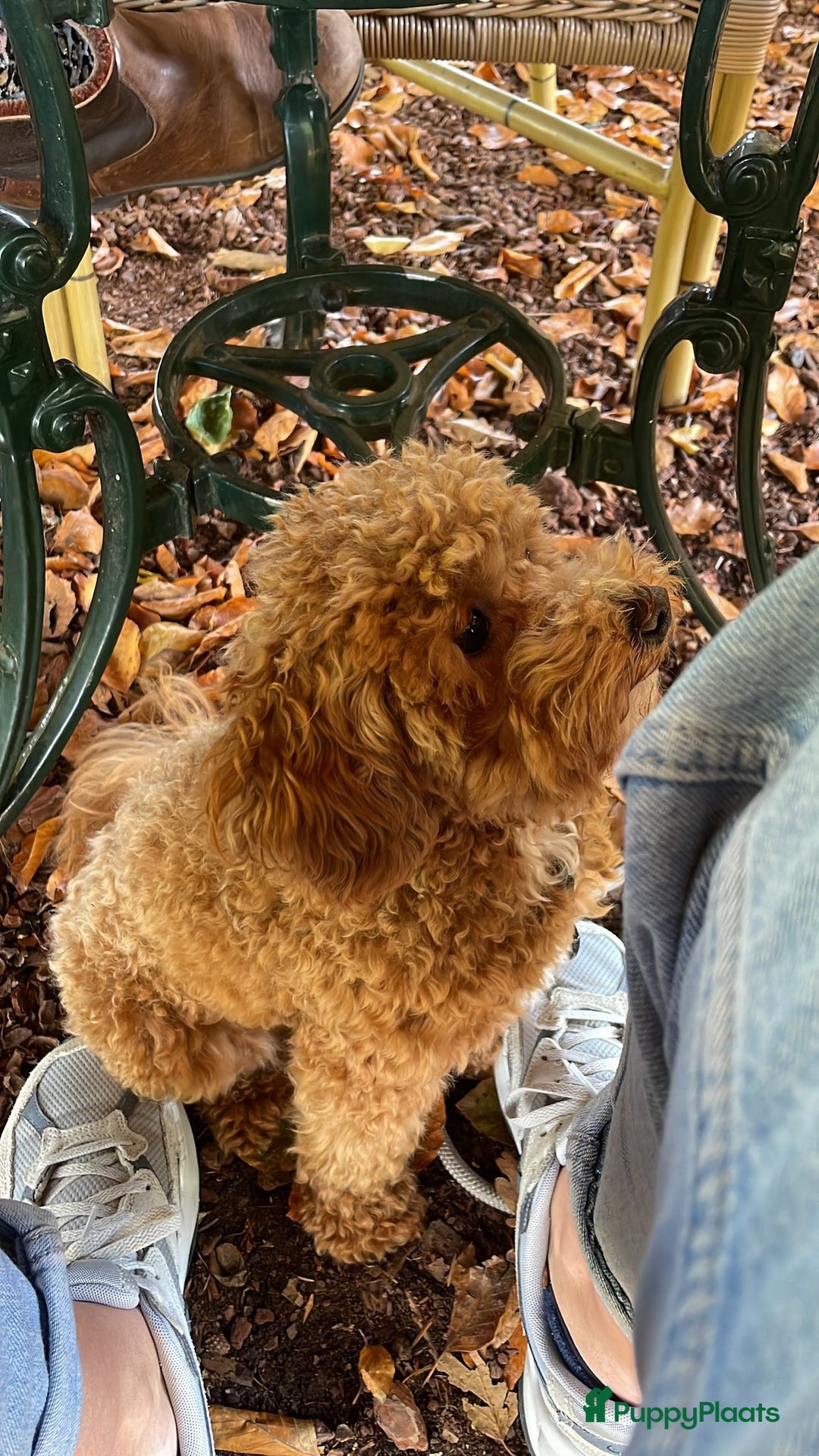 Poedel Toy honden te koop: Toypoedels verwacht - Advertentie 7