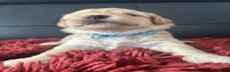 Labradoodle honden te koop: Mooie mini doodle - Advertentie 12