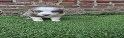Kruising honden te koop: Knappe lilac border collies - Advertentie 13