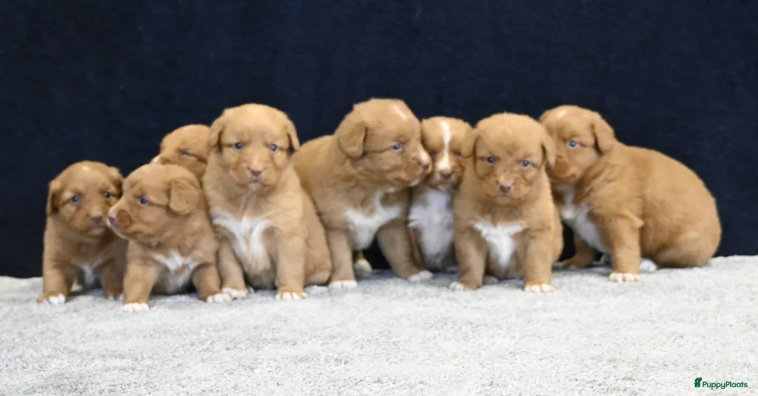 Nova Scotia Duck Tolling Retriever honden te koop: Nova Scotia Duck Tolling Retriever pups - Advertentie 2