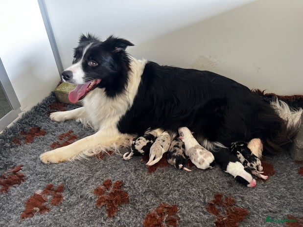 Border Collie honden Prachtig particulier nestje border collie pups - Advertentie 1