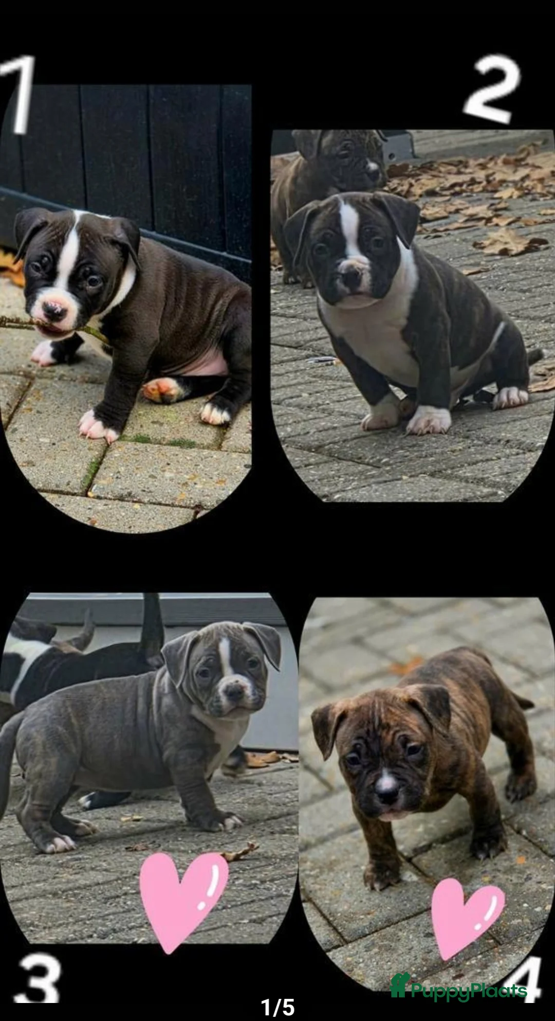 Amerikaanse Bully honden te koop: American bully pocket pups 8 week oud - Advertentie 2