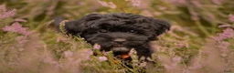 Kruising honden ter dekking: Boompoo dekreu  - Advertentie 6