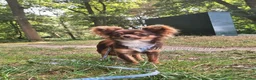Chihuahua honden ter dekking: Sjefke 🩵 Chihuahua dekreu - Advertentie 4