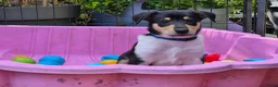 Schotse Herdershond korthaar honden te koop: Nog 2 knappe reuen schotse collie korthaar reuen. - Advertentie 16