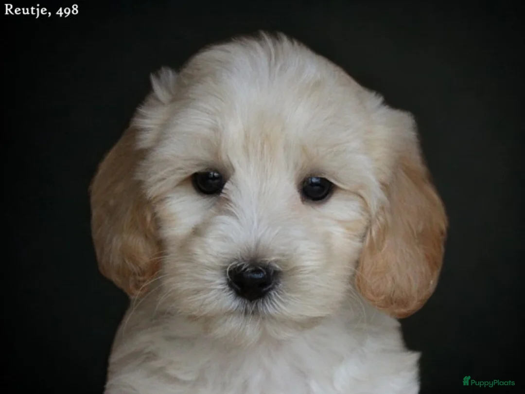 Maltipoo honden te koop: Leuke Maltipoo pups. - Advertentie 3