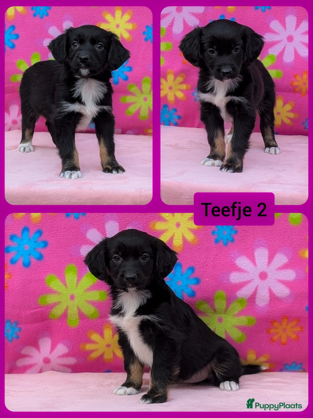 Friese Stabij honden te koop: Prachtige friese stabij x border collie pups  - Advertentie 8