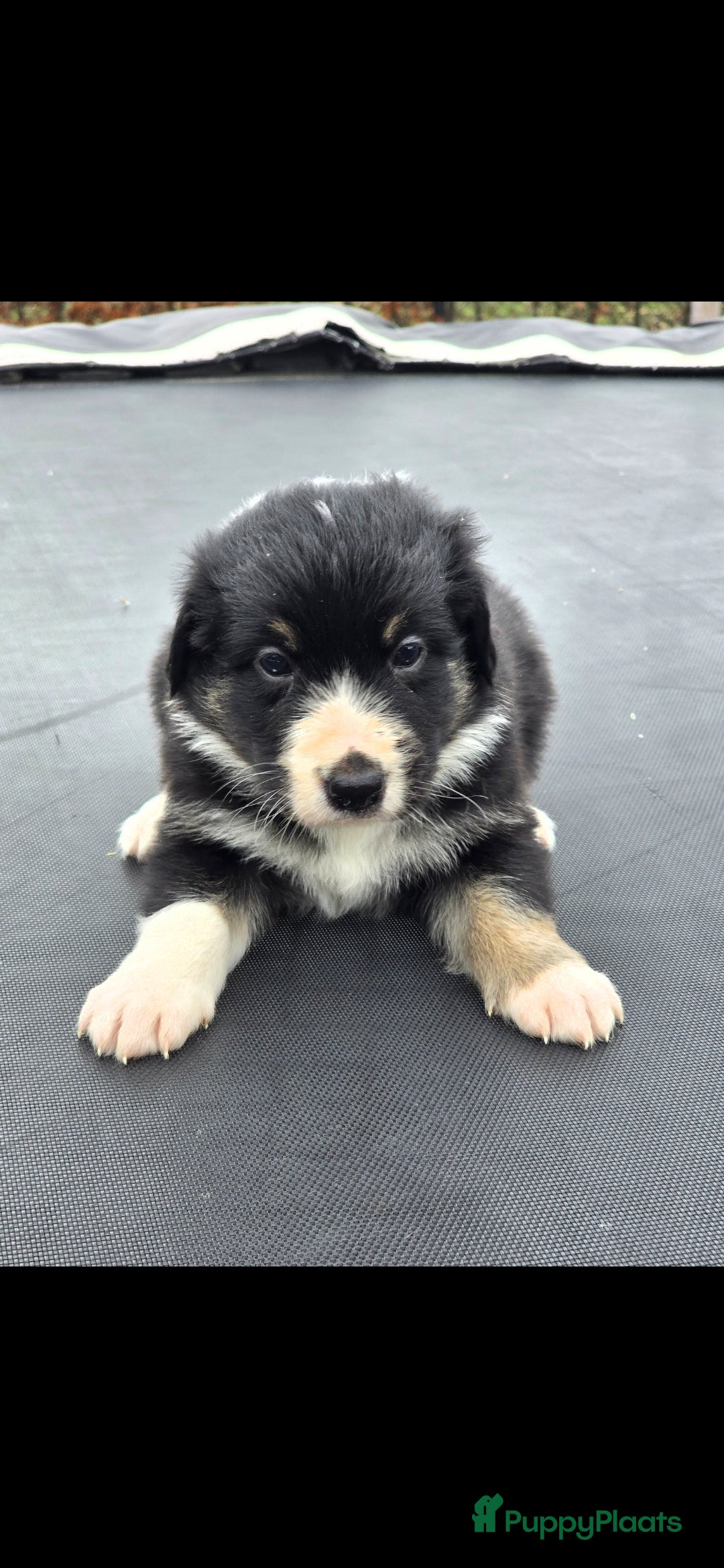 Australian Shepherd honden te koop: Mooie australian sherperd pups. - Advertentie 14