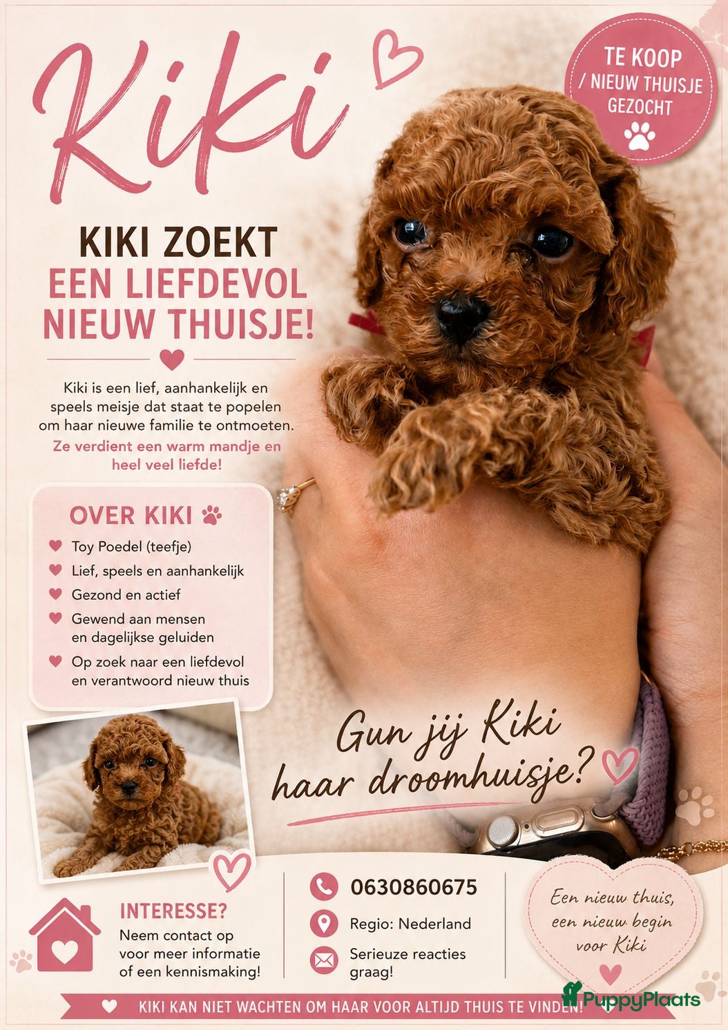 Poedel Toy honden Poedel toy pups 🐩 1 teef   beschikbaar !!! - Advertentie 7
