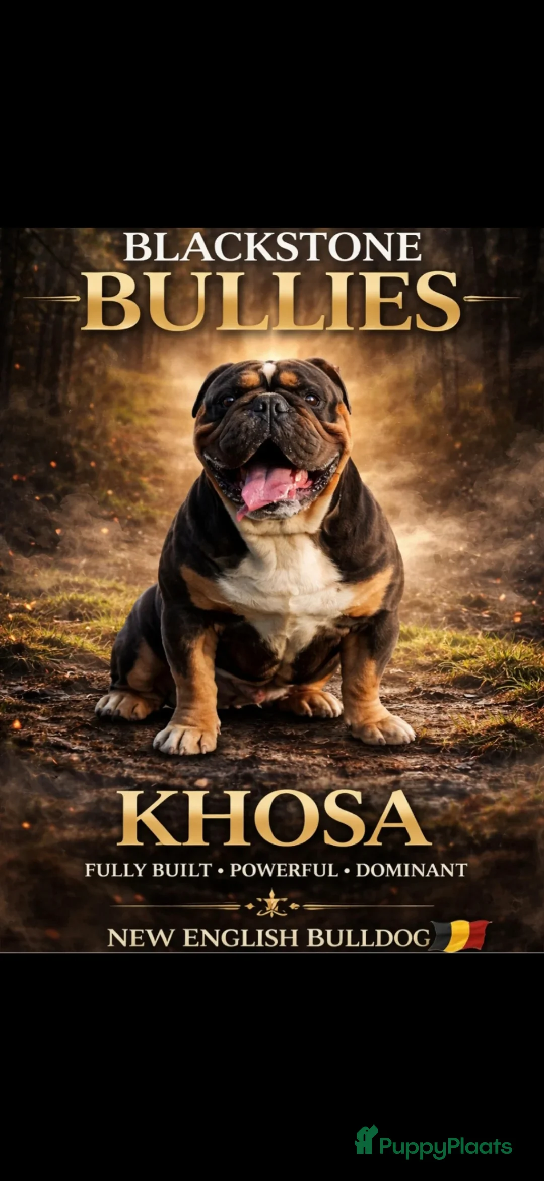 Engelse Bulldog honden te koop: Prachtige New english bulldog reutjes DJC Bulldog  - Advertentie 9