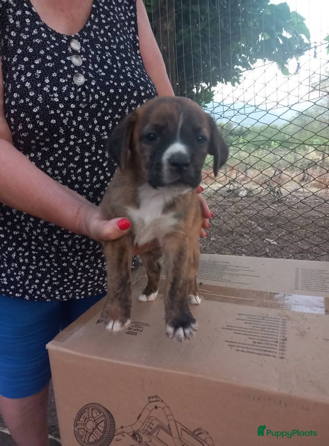 Kruising honden te koop: Lilly zoekt een baasje - Advertentie 4