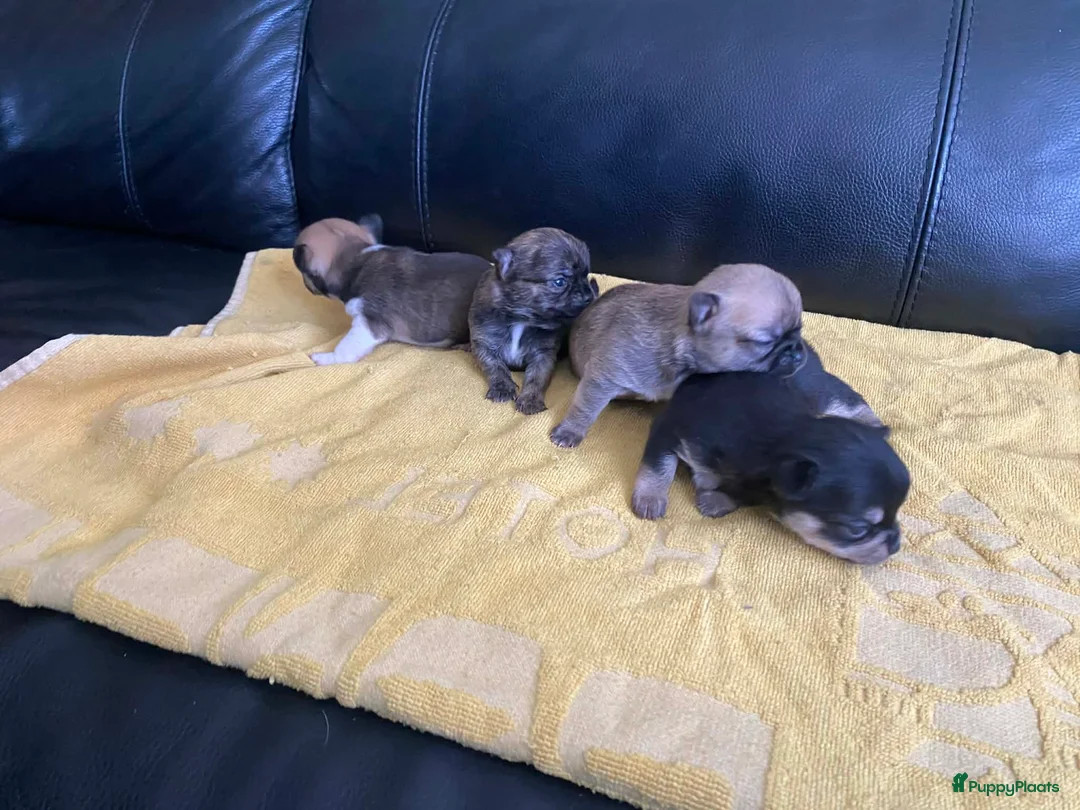 Chihuahua honden te koop: Knappe chihuahua pups - Advertentie 1