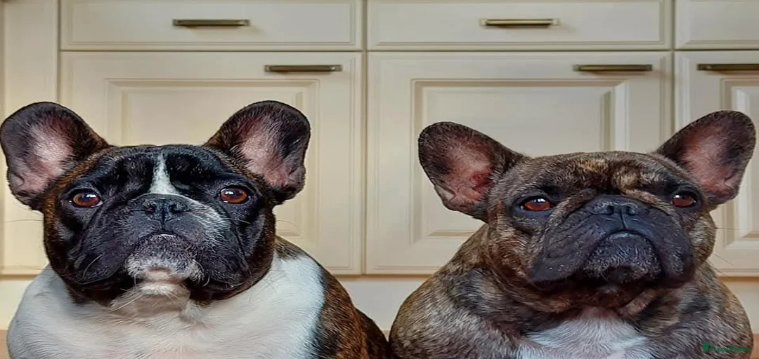 Galerij afbeelding {{count}}