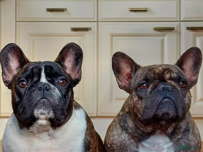 Galerij afbeelding {{count}}