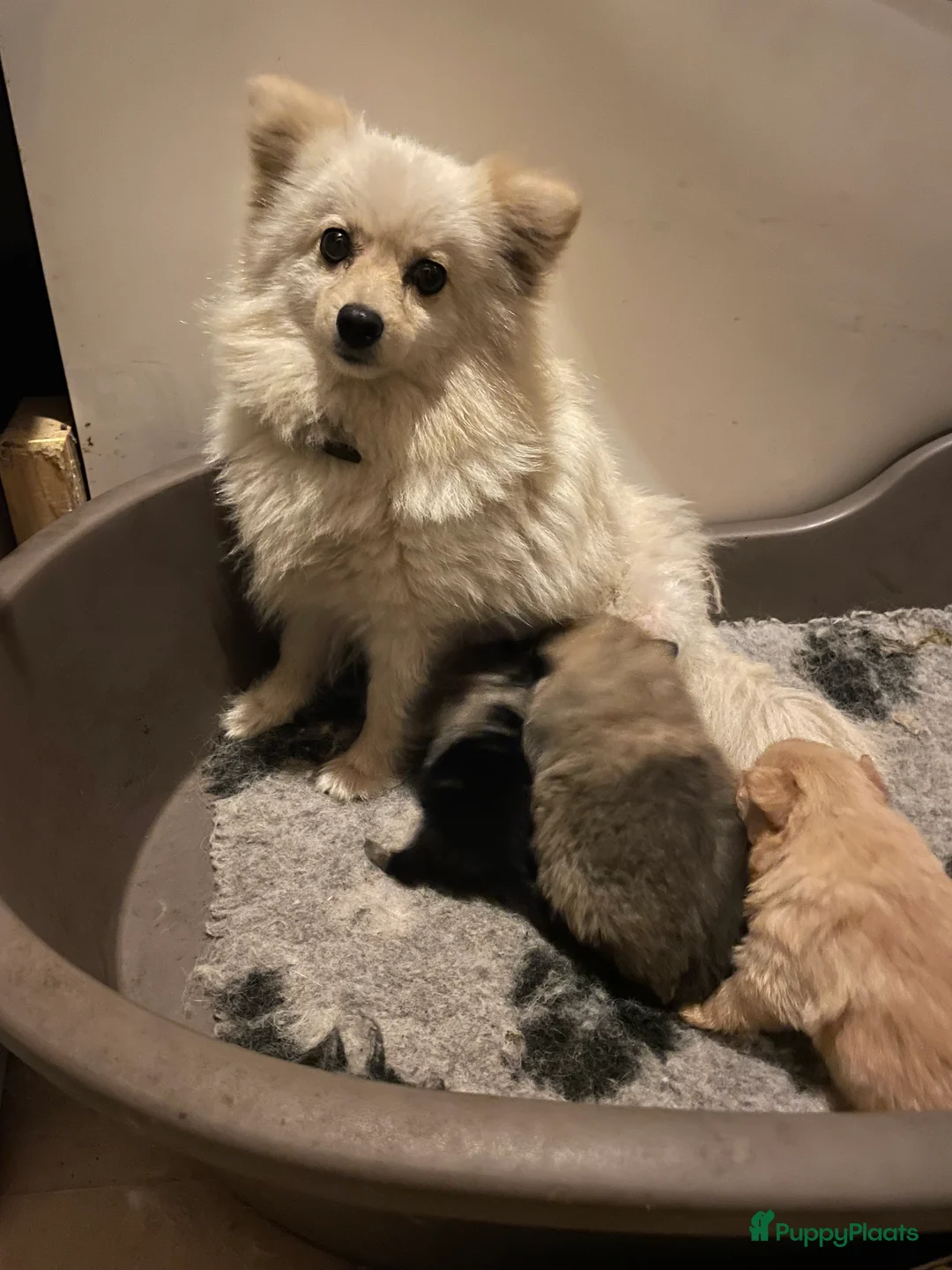 Pomeriaan honden te koop: Knappe lieve pomeriaan pups te koop - Advertentie 2
