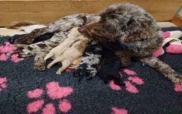 Labradoodle honden te koop: Prachtige multigen Labradoodles wavy vacht - Afbeelding 7