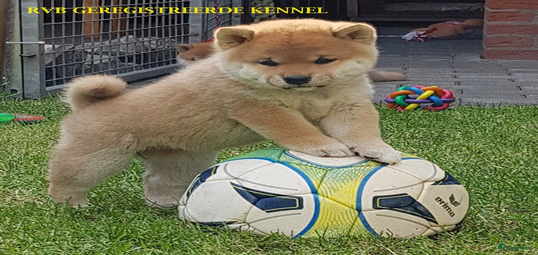 Galerij afbeelding {{count}}