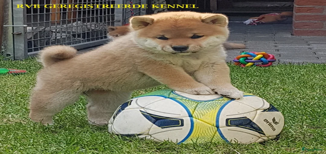 Galerij afbeelding {{count}}