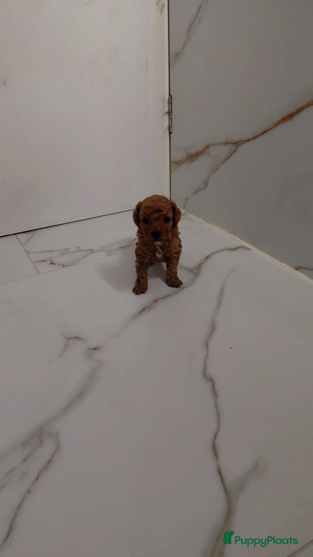 Poedel Toy honden te koop: Toy Poedel Pups - Advertentie 9