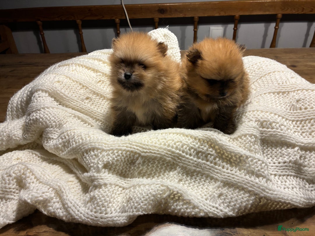 Pomeriaan honden te koop: 3 schattige Pomeriaan pups orange sable 5 wk - Advertentie 4