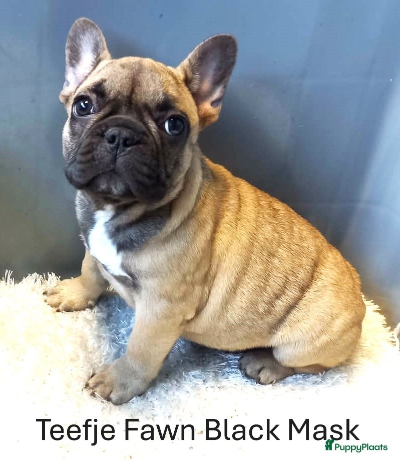 Franse Bulldog honden Franse Bulldog Pups Merle/Fawn/Isabella - Advertentie 1