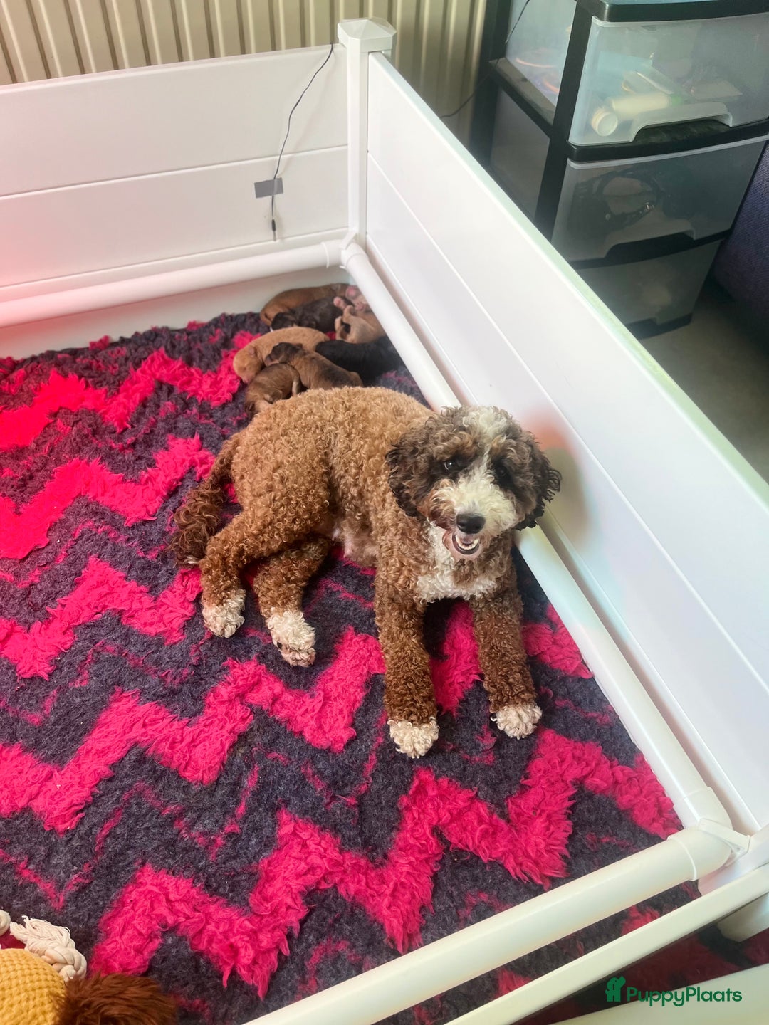 Labradoodle honden te koop: Mini-medium Labradoodle pups  in Wedde - Afbeelding 4