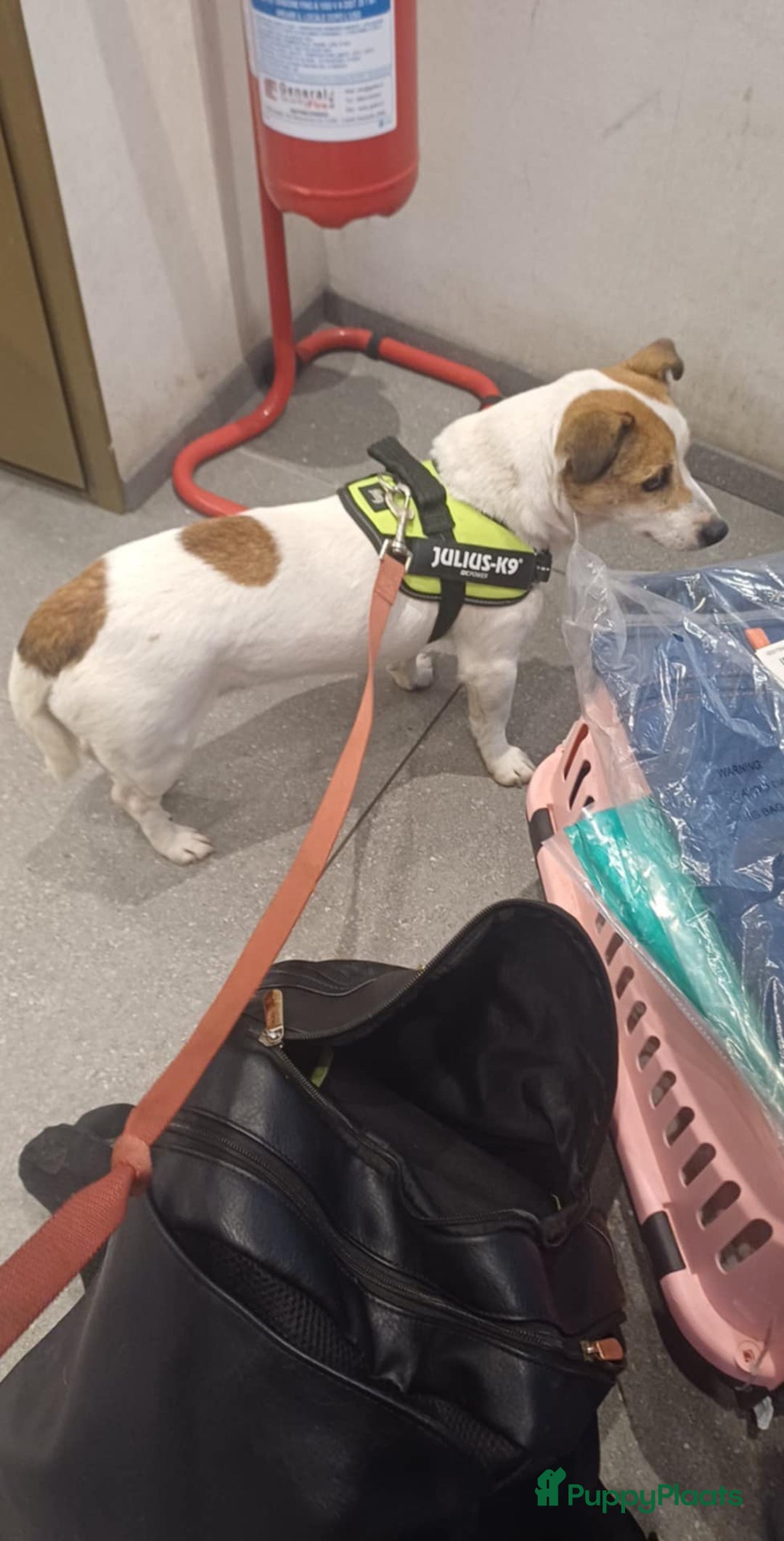 Kruising honden te koop: Azzura - Advertentie 1