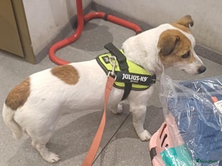 Kruising honden Azzura - Advertentie 5