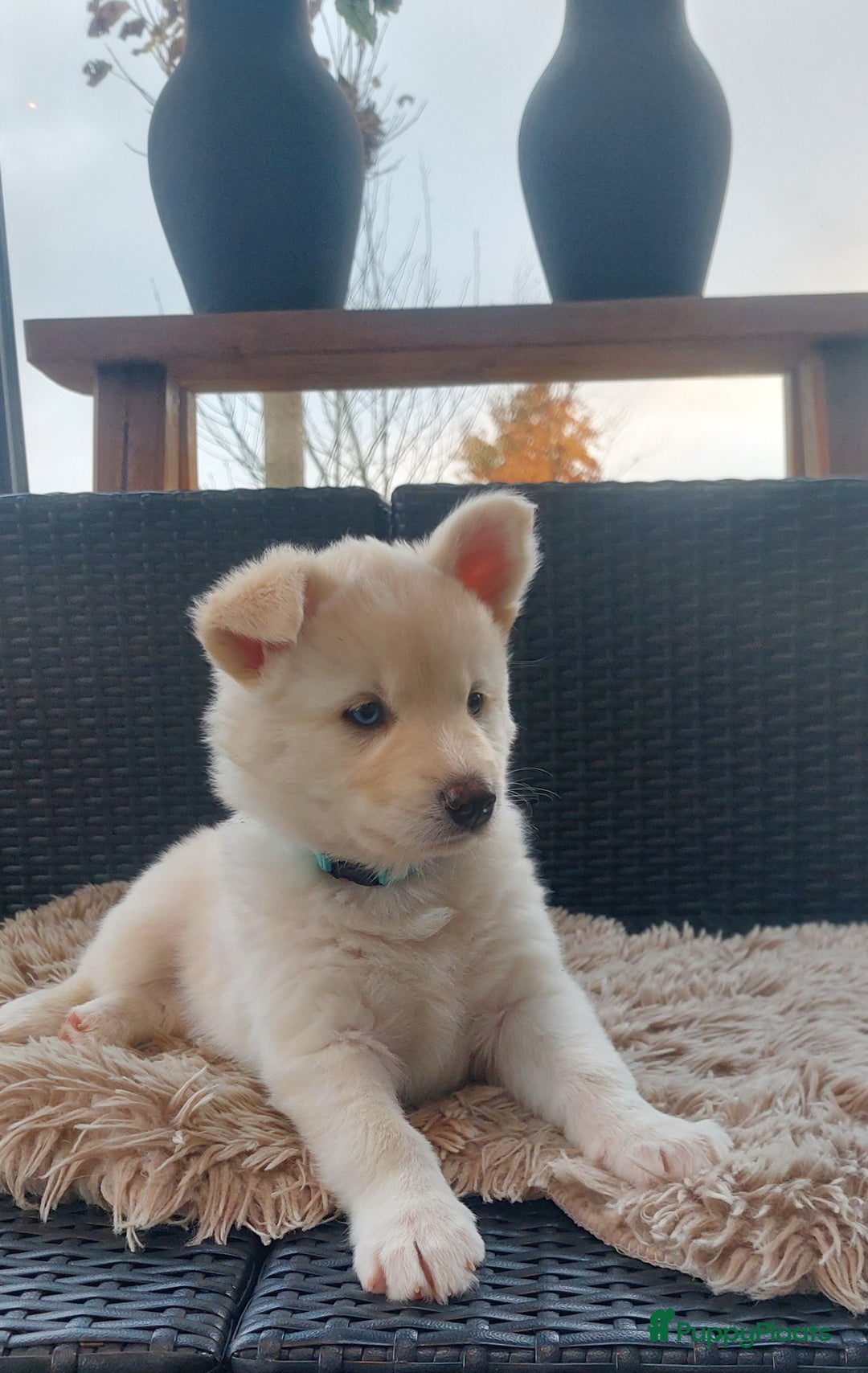 Pomsky honden te koop: Prachtige pomsky pups! - Advertentie 9