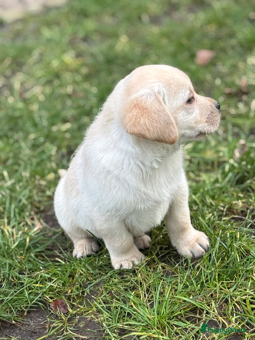 Labrador Retriever honden te koop: Prachtige gele Labrador pups, reutjes  - Advertentie 8