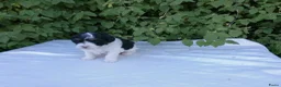 Shihpoo honden te koop: Lieve shihpoo pupjes te koop ook bruin/wit - Advertentie 3