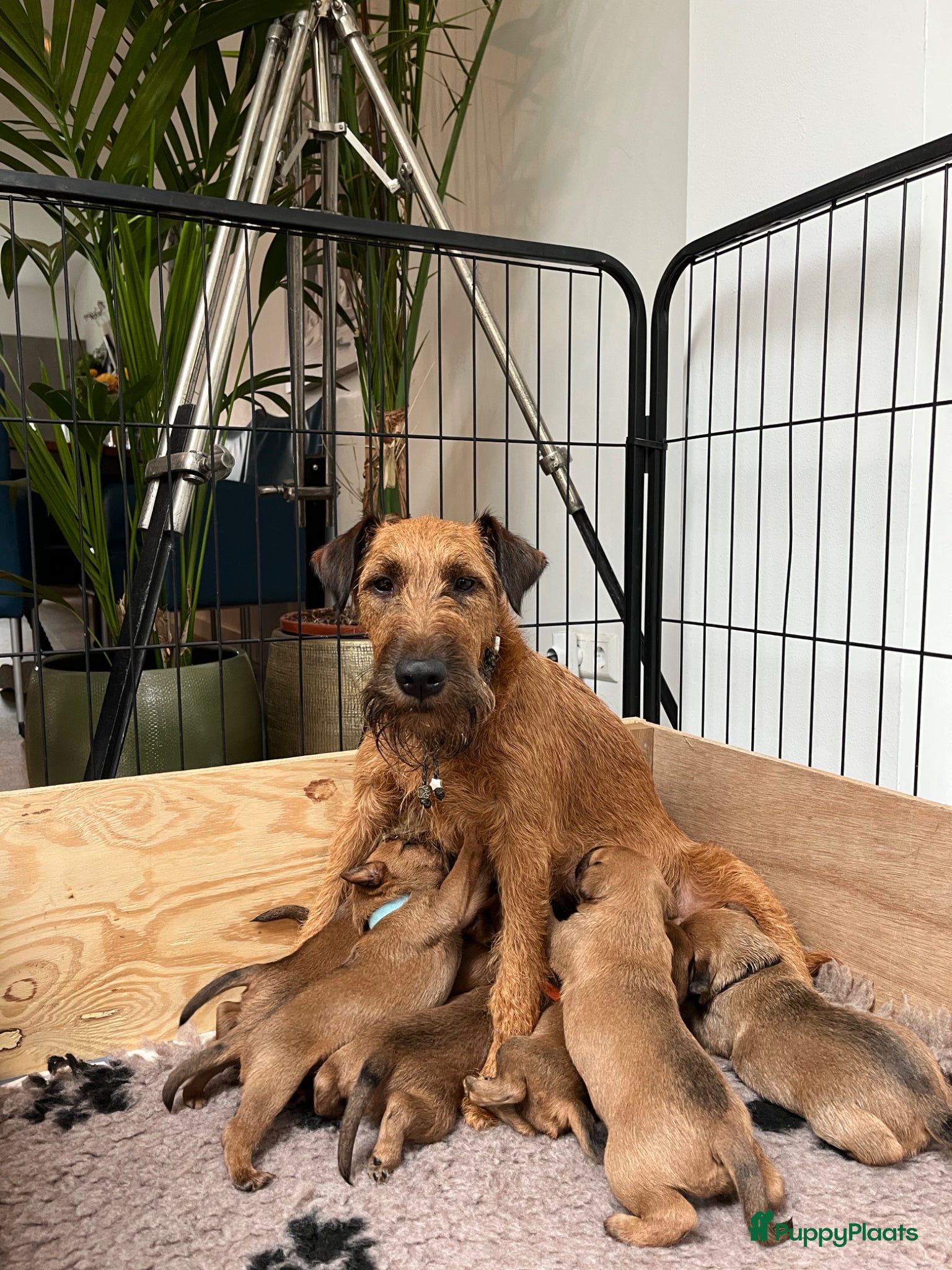 Ierse Terriër honden Pups Ierse Terriër met stamboom - Advertentie 1