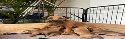 Ierse Terriër honden te koop: Pups Ierse Terriër met stamboom - Advertentie 3