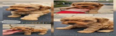 Cockapoo 2 Grijs