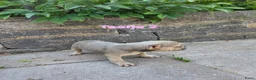 Franse Bulldog honden te koop: Mooie franse bulldog pups mogen nestje verlaten  - Advertentie 7