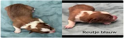 Border Collie honden te koop: Border collie pups met FCI stamboom - Advertentie 15