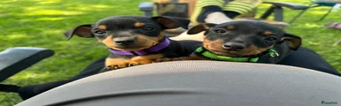 Dwergpinscher Puppy 6