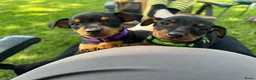 Dwergpinscher honden te koop: Dwergpincher pups aangeboden  - Advertentie 6