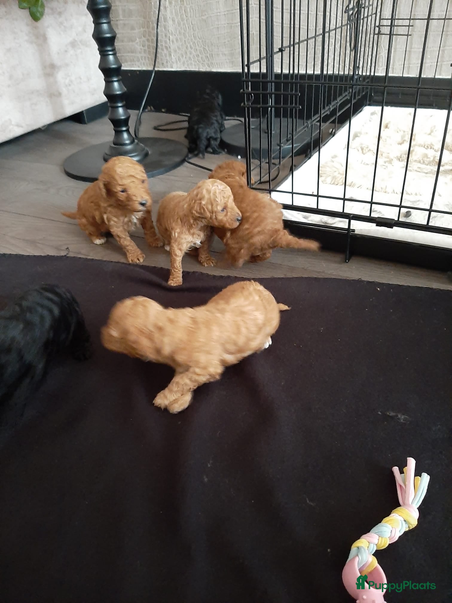 Kruising honden Dwerg x toy poedel pups bijzonder mooi - Advertentie 6