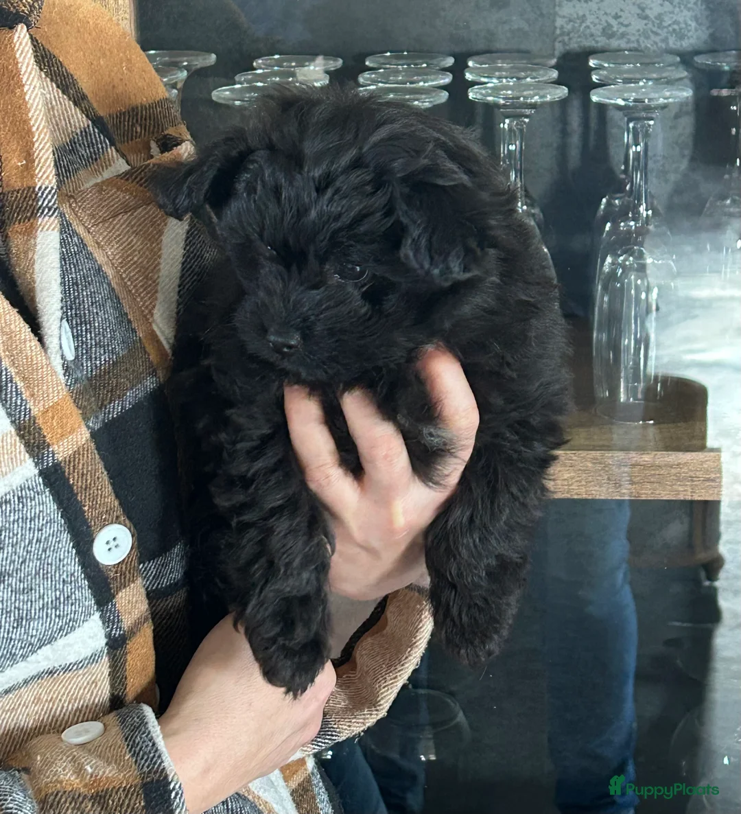 Kruising honden te koop: Pomapoo reu - Advertentie 7