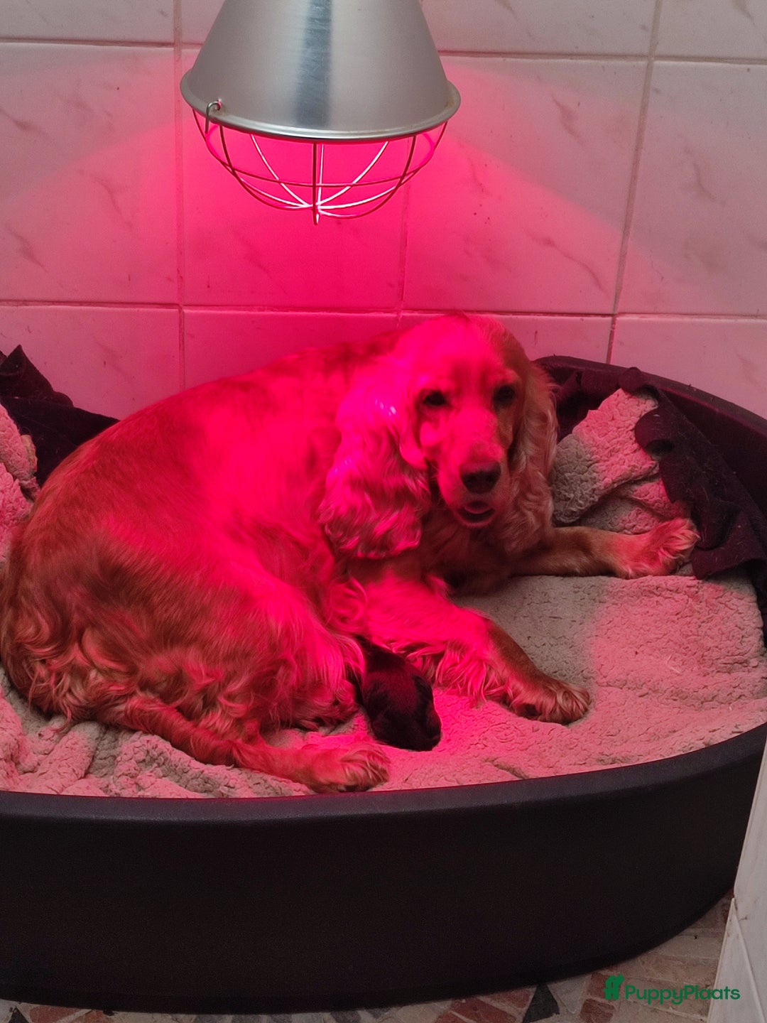 Cockapoo honden te koop: Mooi cockapoo pup reutje  - Advertentie 4