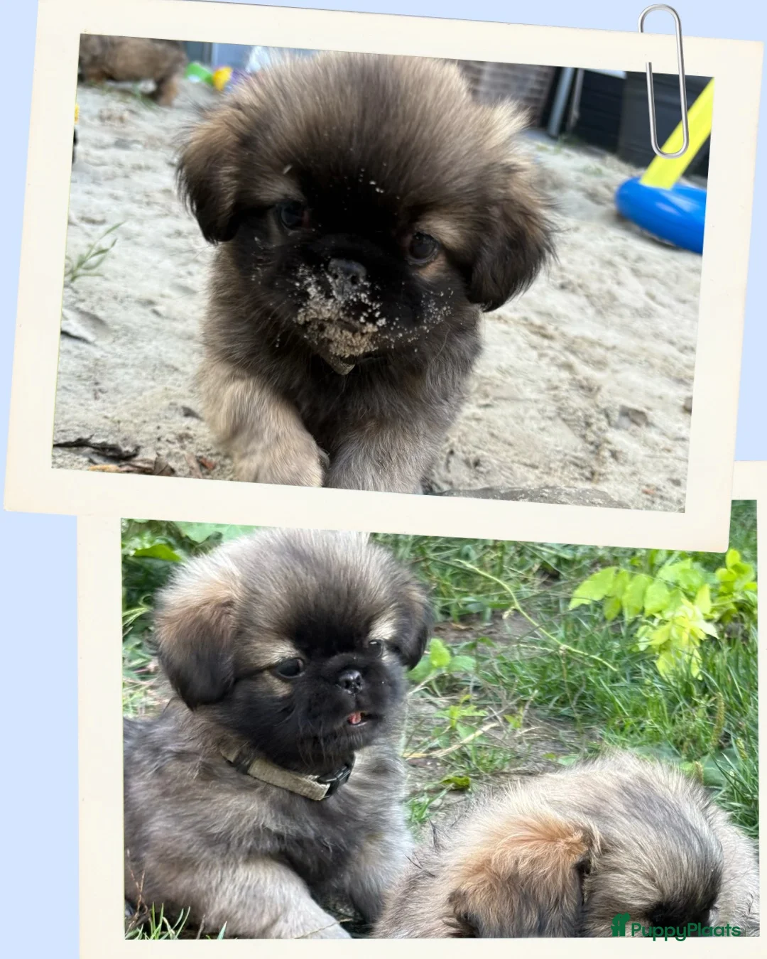 Tibetaanse Spaniel honden te koop: Tibetaanse spaniël pups  in Deurne - Advertentie 2